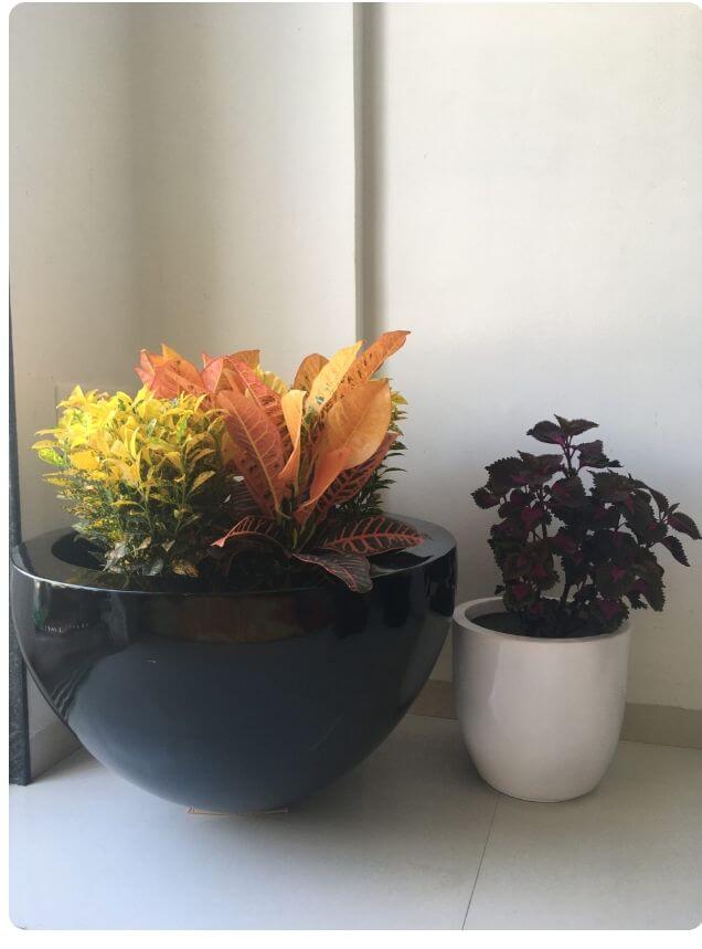 Bowl Planter
